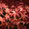 いぶし紅