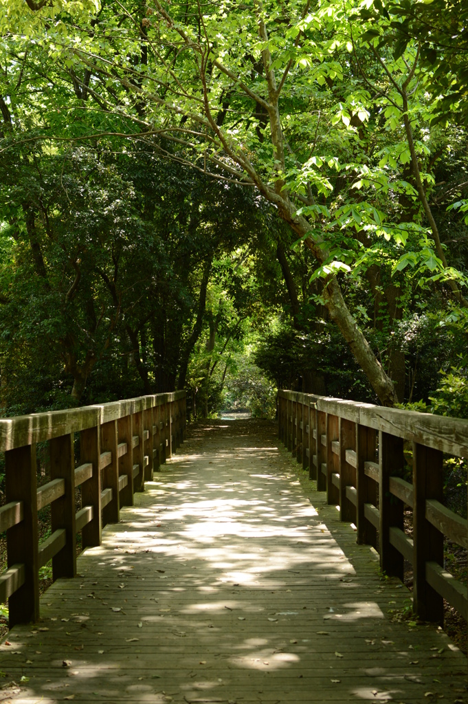 森へ続く橋