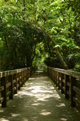 森へ続く橋