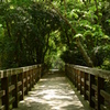 森へ続く橋