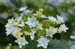 隅田の花火