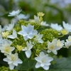 隅田の花火