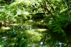 木漏れ日池