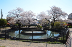 久地円筒分水と桜