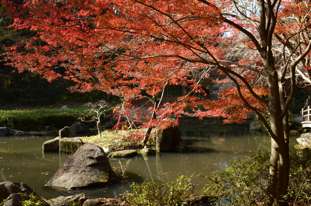 水辺の紅
