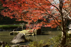 水辺の紅