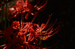 艶・曼珠沙華