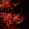 艶・曼珠沙華