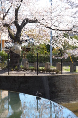 鴨もお花見