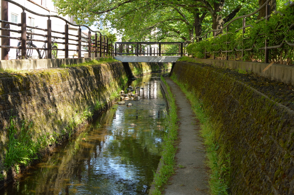 緑の水辺