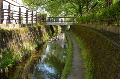緑の水辺