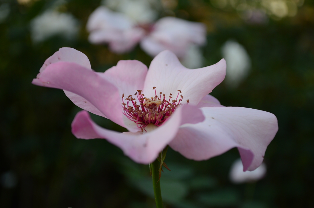 ディンティー・ベスというバラ