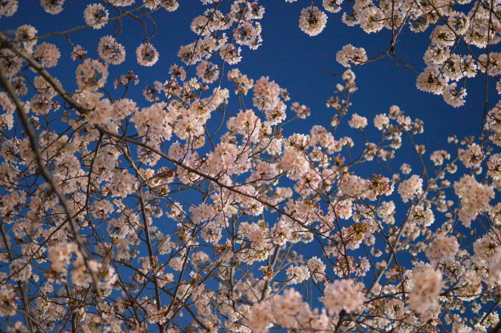暮れ桜