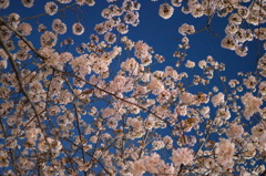 暮れ桜