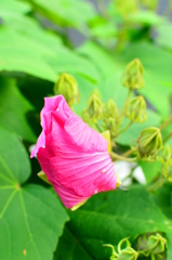 芙蓉・準備中