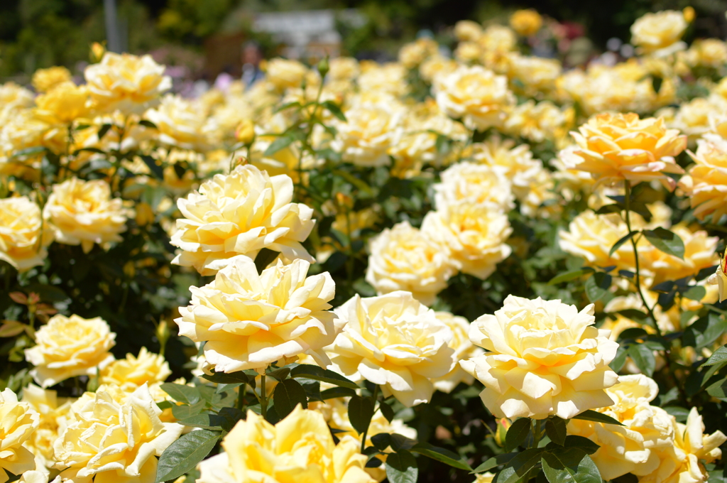 金色ノ薔薇