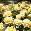 金色ノ薔薇