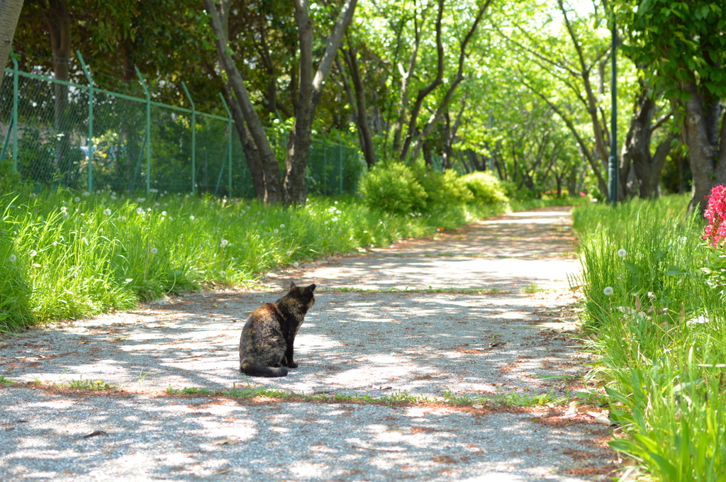 我が歩む道