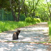 我が歩む道