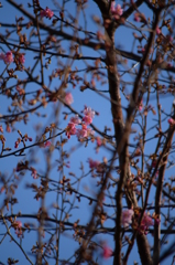 春は来る
