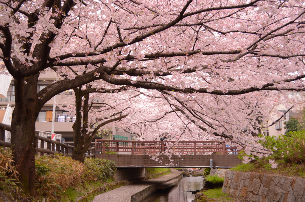 川覆う