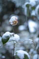 枯れ薔薇に雪