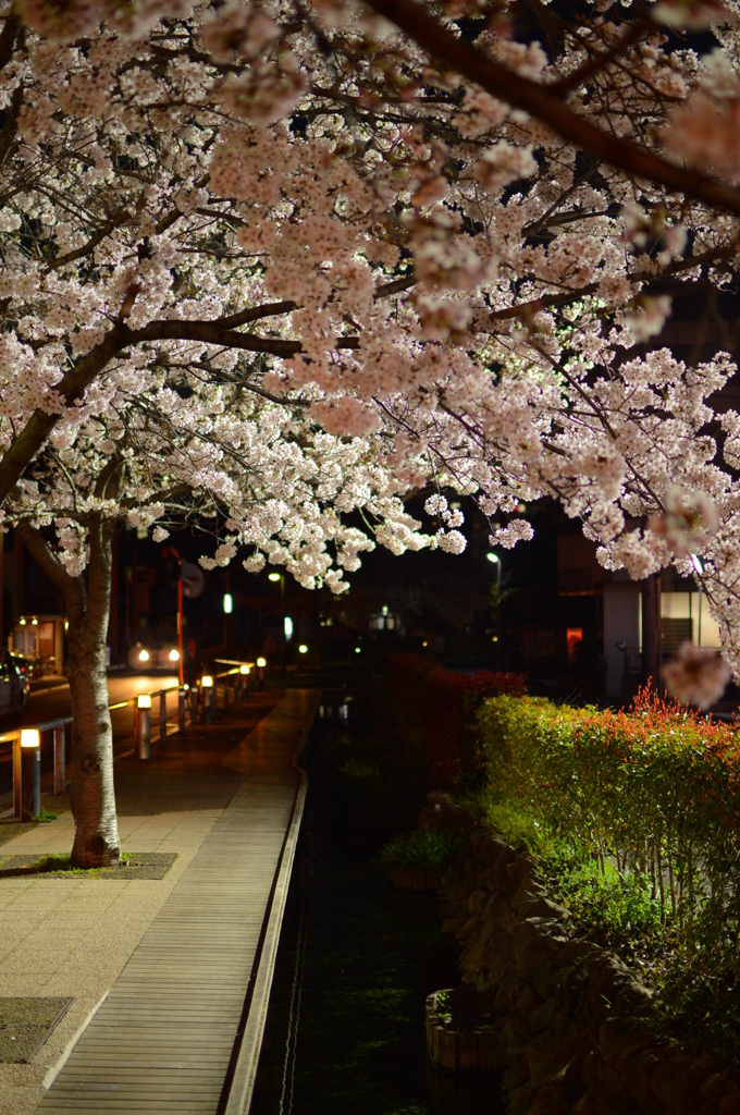 花と川
