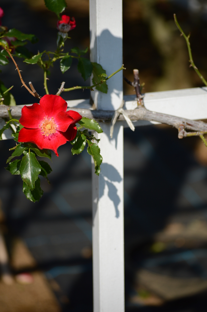 薔薇と十字架