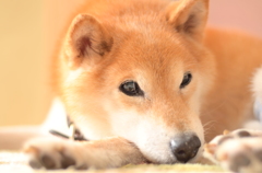 寝起きの一枚