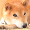 寝起きの一枚