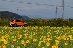 愛車とひまわり