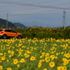 愛車とひまわり