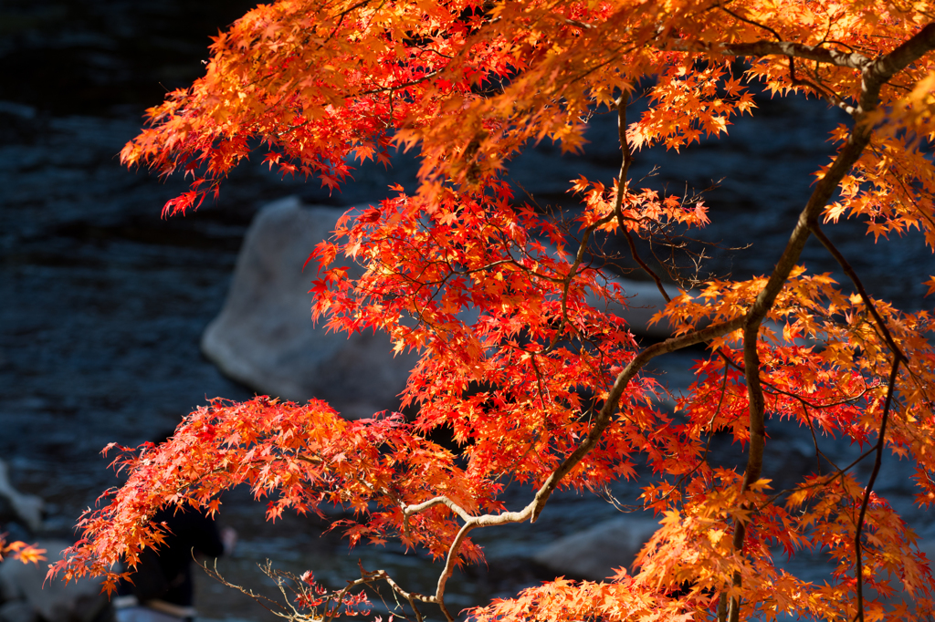 紅の秋