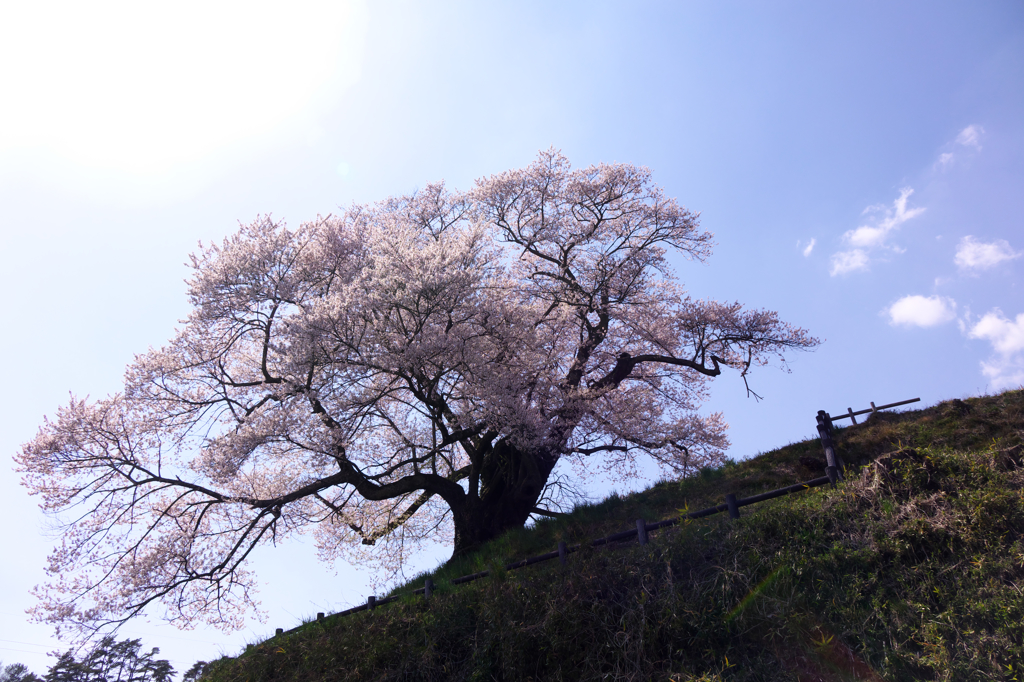 発地の彼岸桜