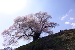 発地の彼岸桜