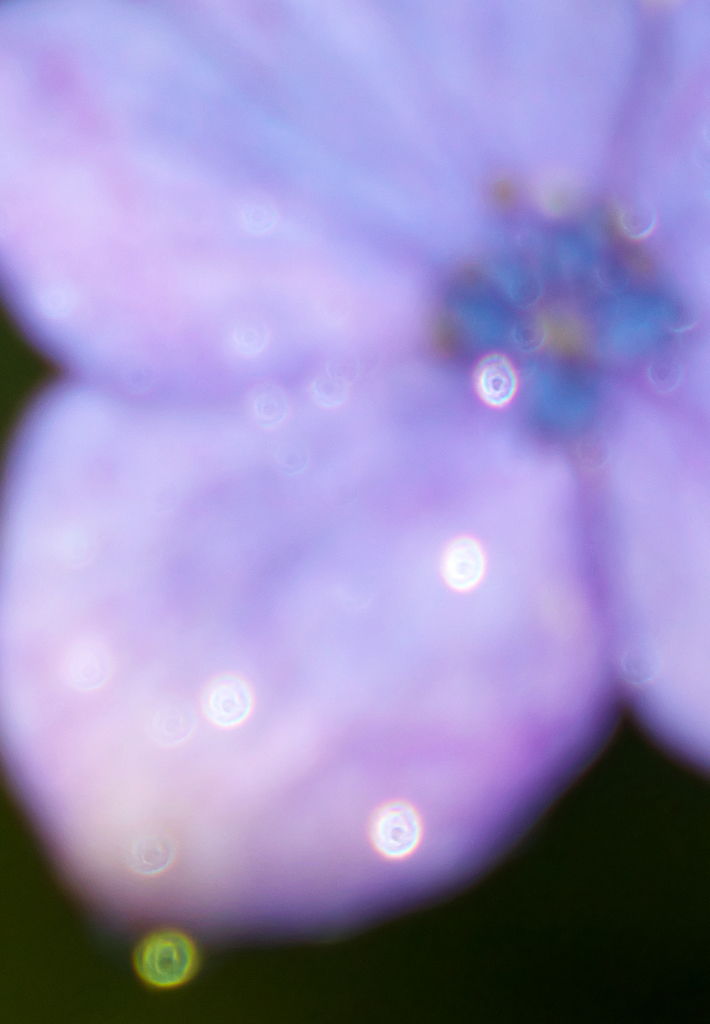 梅雨の輝き