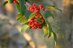 紅万点