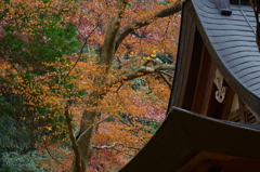 DSC06914-p