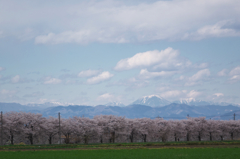わが町の春