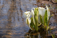 西岡公園にて水芭蕉　その１