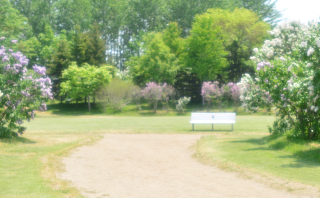 川下公園　ライラック