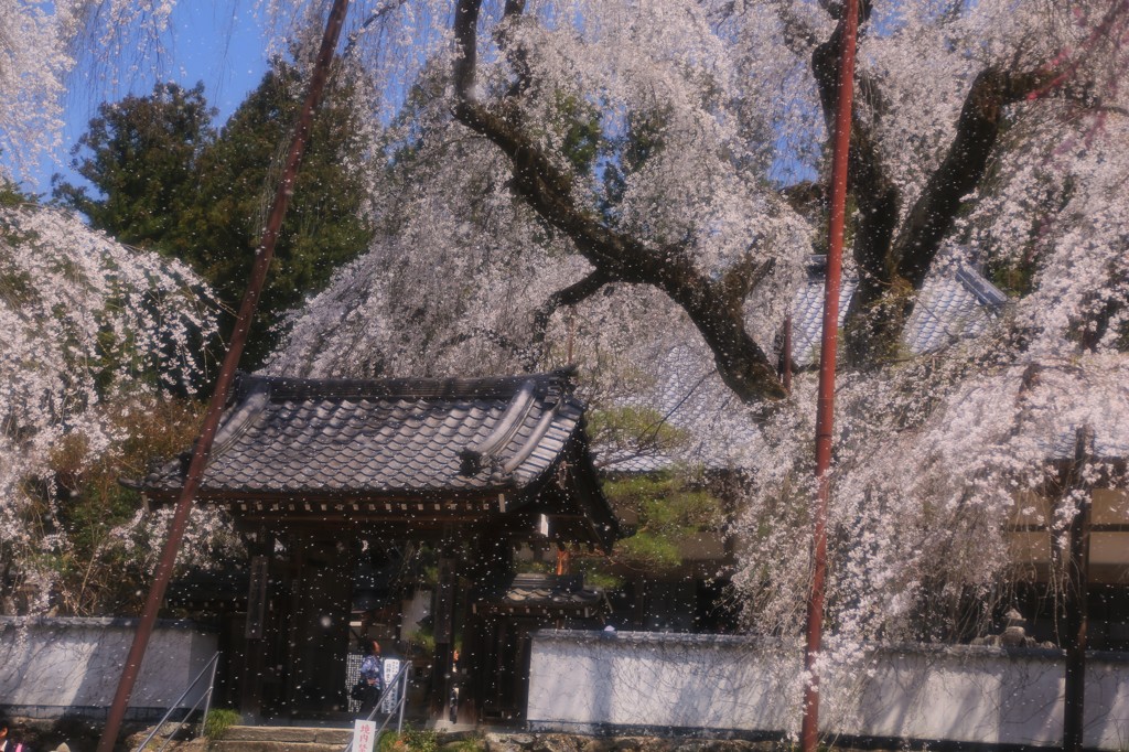 桜散る