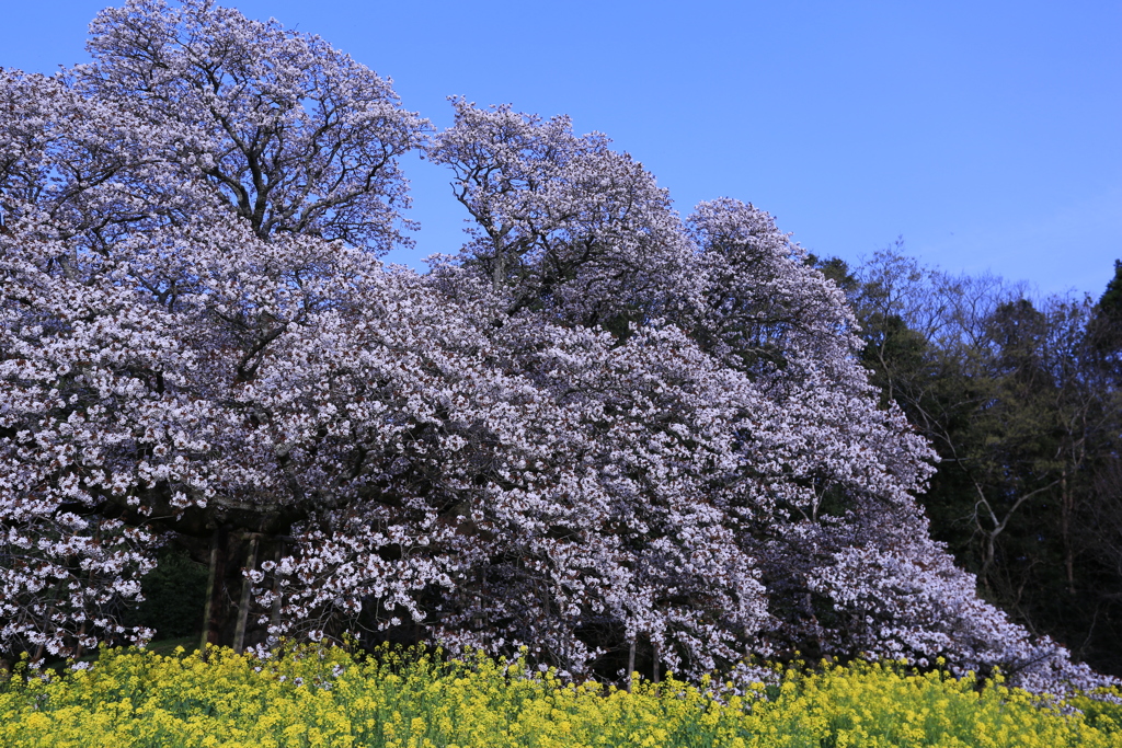 吉高の大桜03