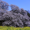 吉高の大桜03