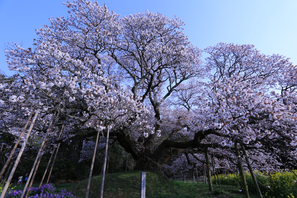 吉高の大桜05