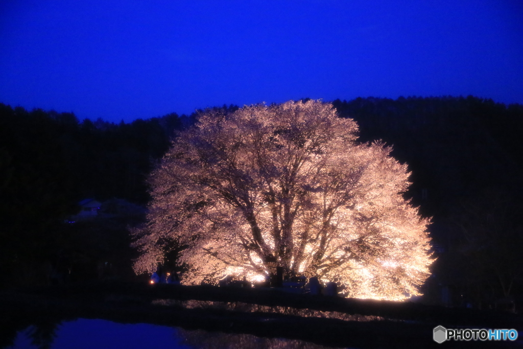 天王桜