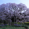 吉高の大桜01