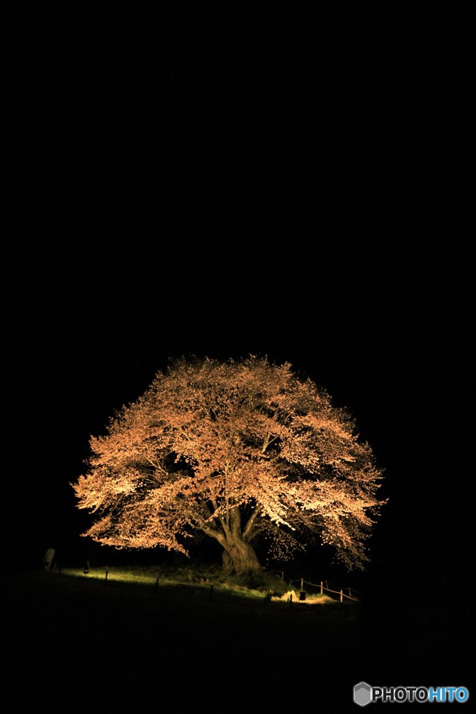 天王桜