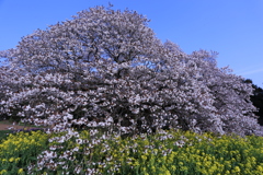 吉高の大桜02