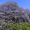 吉高の大桜02